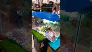 3 feet Aquarium in best price at Guru fish point etah shortvideo youtubeshorts