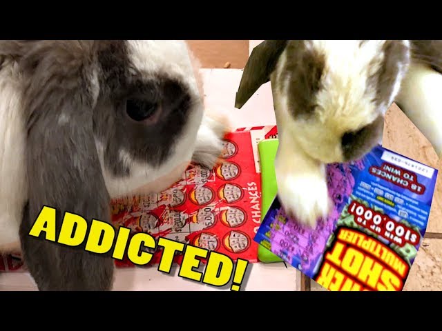 Bunny Scratches Lottery Tickets