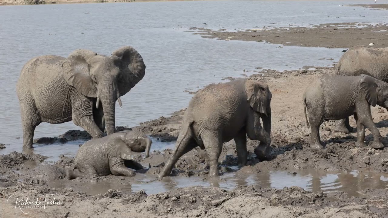 Elephant mudbath