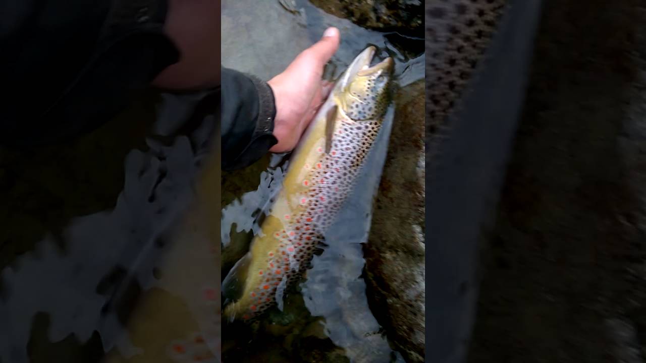 grossa trota fario mediterranea presa nel libero