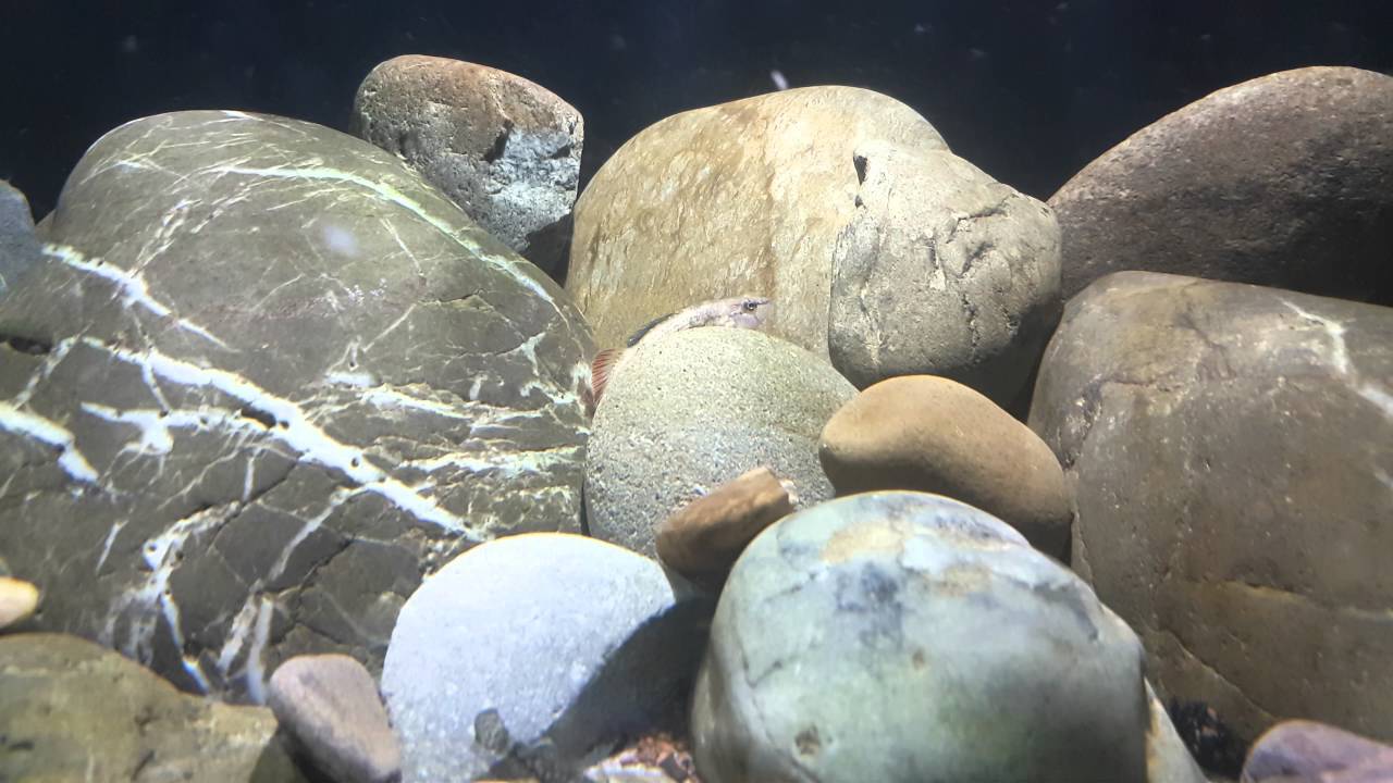 Streamtank update1