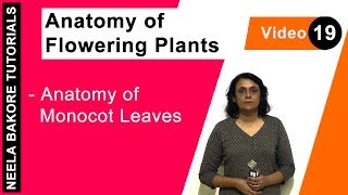 Anatomy of Flowering Plants | NEET | Anatomy of Monocot Leaves | Neela Bakore Tutorials