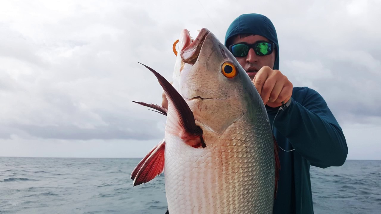 Snapper on POPPER 