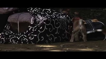 マメシバがキュート！映画『劇場版　幼獣マメシバ　望郷篇』予告編