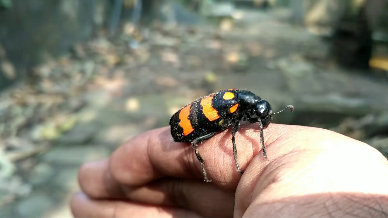 pet store i got a insect