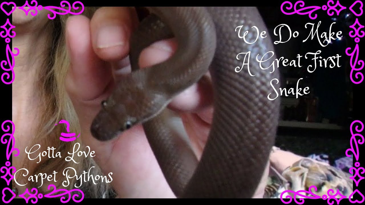 pet snakes and dogs Thinking LIttle First Snake Think Spotted Python