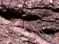 Hogna miami wolf spider rehouse and care