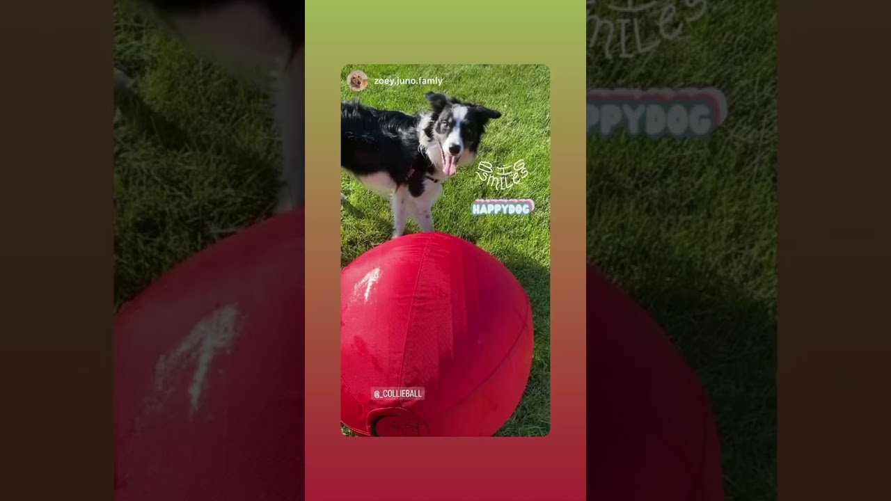CollieBall Original Herding Balls for Dogs