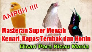 Mewah!!! Masteran suara kenari kapas tembak dan konin durasi panjang