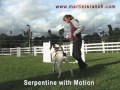 How to Train Agility Cues with limited time and equipment How to Train Agility Cues with limited time and equipment