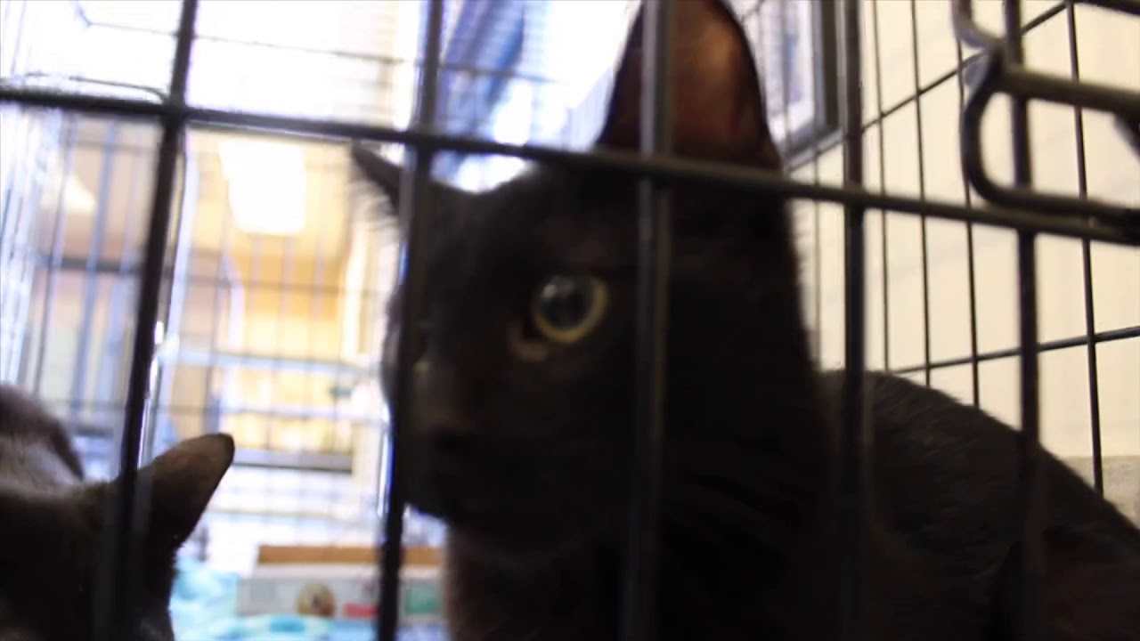 cat-and-kitten-adoption-day-at-petsmart-youtube