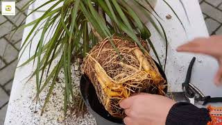 Re-potting dracaena marginata (dragon tree) plant