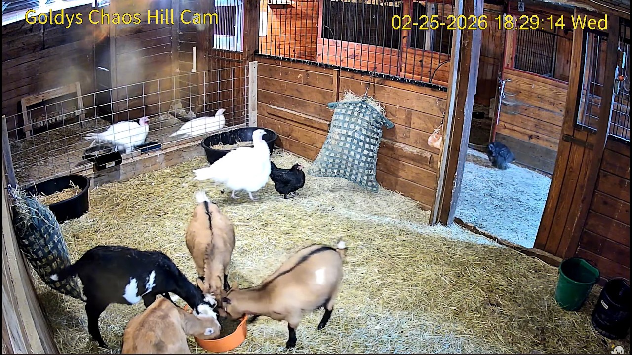 Goldy'sChaosHill.Milo&MelvinPlay.NickArrives,Goes ForWater(GoatsFollowHim).AnimalsGetFed.Nite-Nite.