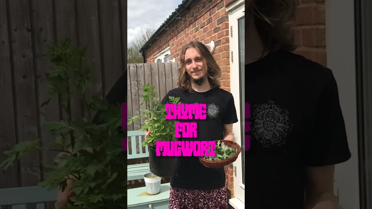 Drift away with MUGWORT! 🍃