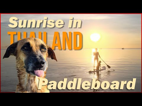 Paddle boarding with my dogs in Koh Samui Thailand at Silver beach sunrise shot with Mavic 2 Air