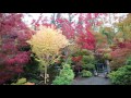 Bright colors of Japanese maples - Amazing Maples & Crazy Conifers