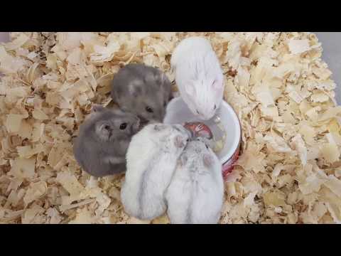 Videó: Hogyan Táplálja A Hörcsögöt