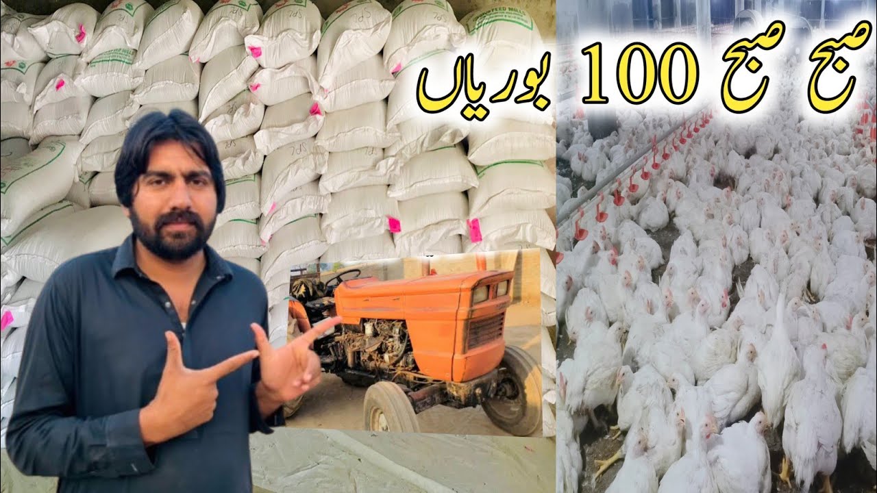 🐔 Subah Subah 100 Boriyan Feed Aa Gai | Chicken Farm Big Update