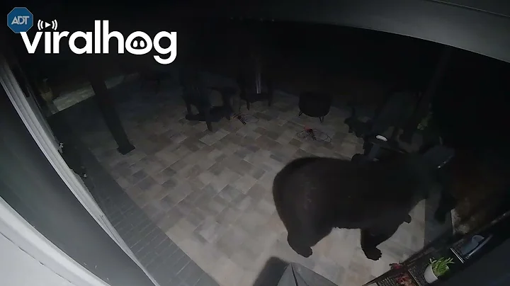 Burly Black Bears Battle On Back Porch || ViralHog