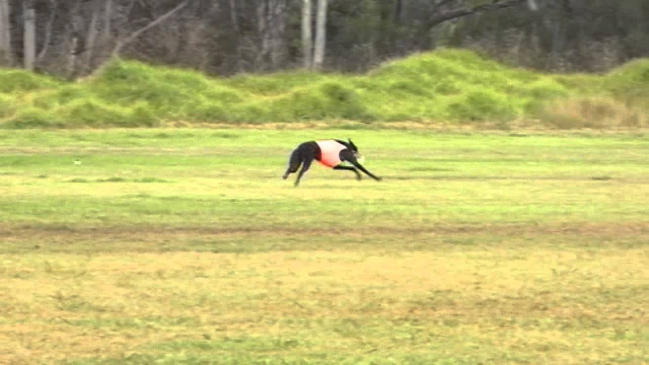 Greyhound Lure Coursing