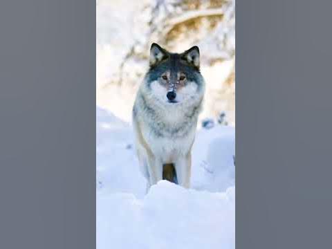 🐺⚡#tehlikeli #dangerous #wolf #wolves #kurt #uluma #shorts #viral # ...