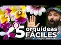 TOP 5 Orquídeas más fáciles para principiantes