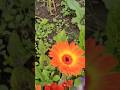 natural beauty #quran #village #viral shorts #trending #vlog #Islamic
