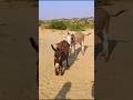 Donkeys Viralvideo Animals Trending Shorts 