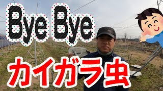 いちじくVlog　#9　硫黄合剤散布　SEASON3