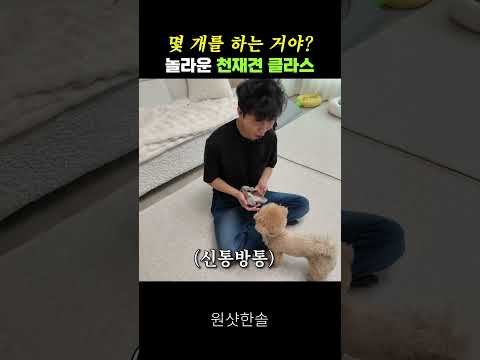 강아지가 한국말을 다 알아들으면 생기는 충격적인 일 #시트콤