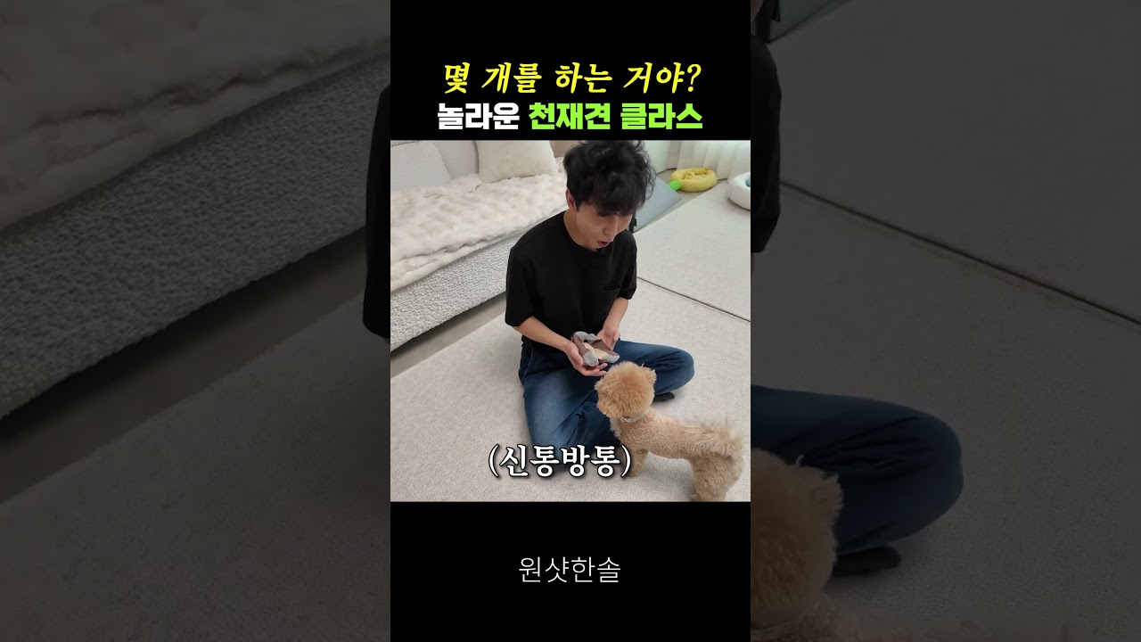 강아지가 한국말을 다 알아들으면 생기는 충격적인 일 #시트콤