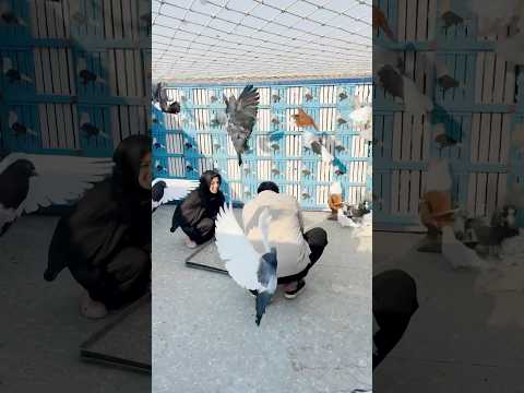 اغرب حمام في العالم