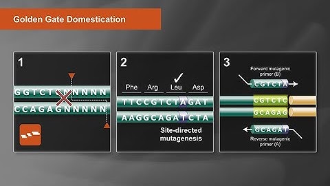 Golden Gate Assembly Domestication Tutorial