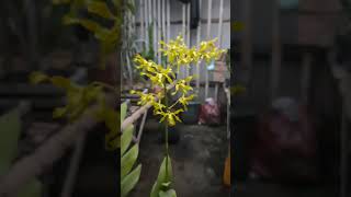 Gasspoll Masse085733005426 djremix dj duet anggrekorchid plants