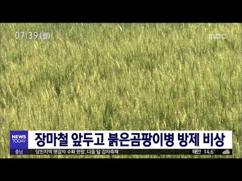 [대전MBC뉴스]장마철 앞두고 붉은곰팡이병 방제 비상