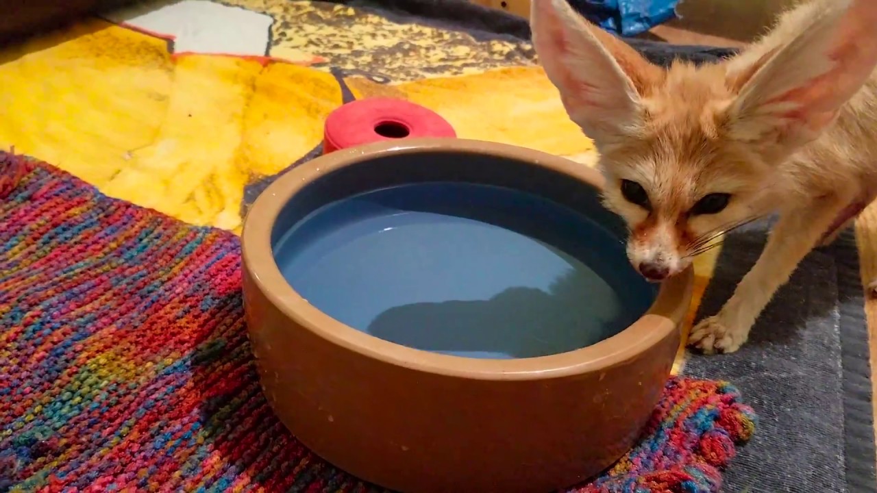 pets and animals for sale New Toys for Falcore & The Foxes