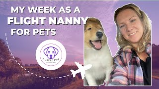 My Week as a FLIGHT NANNY for puppies and kittens | Minneapolis | Sacramento | Cincinnati by PurplePup LLC 2,222 views 1 year ago 19 minutes
