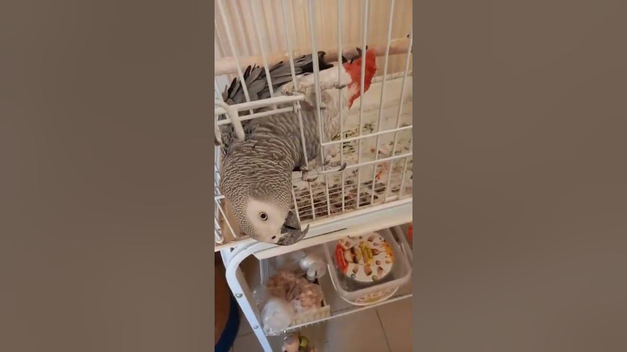 Patu talking bird - YouTube