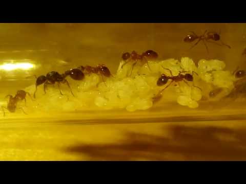 Моя колония Myrmica rubra, продолжение блога.