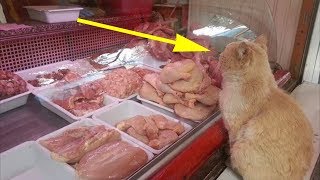 Кот в магазине выпрашивал мясо и куда то уносил, проследив за ним люди поразились Кот в магазине выпрашивал мясо и куда то уносил, проследив за ним люди поразились