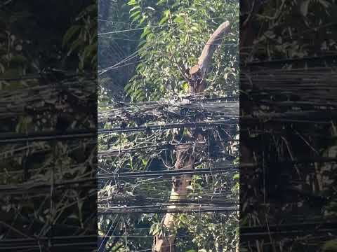 خطوط الكهرباء في مدينة مكسيكو جنونية كهربائي