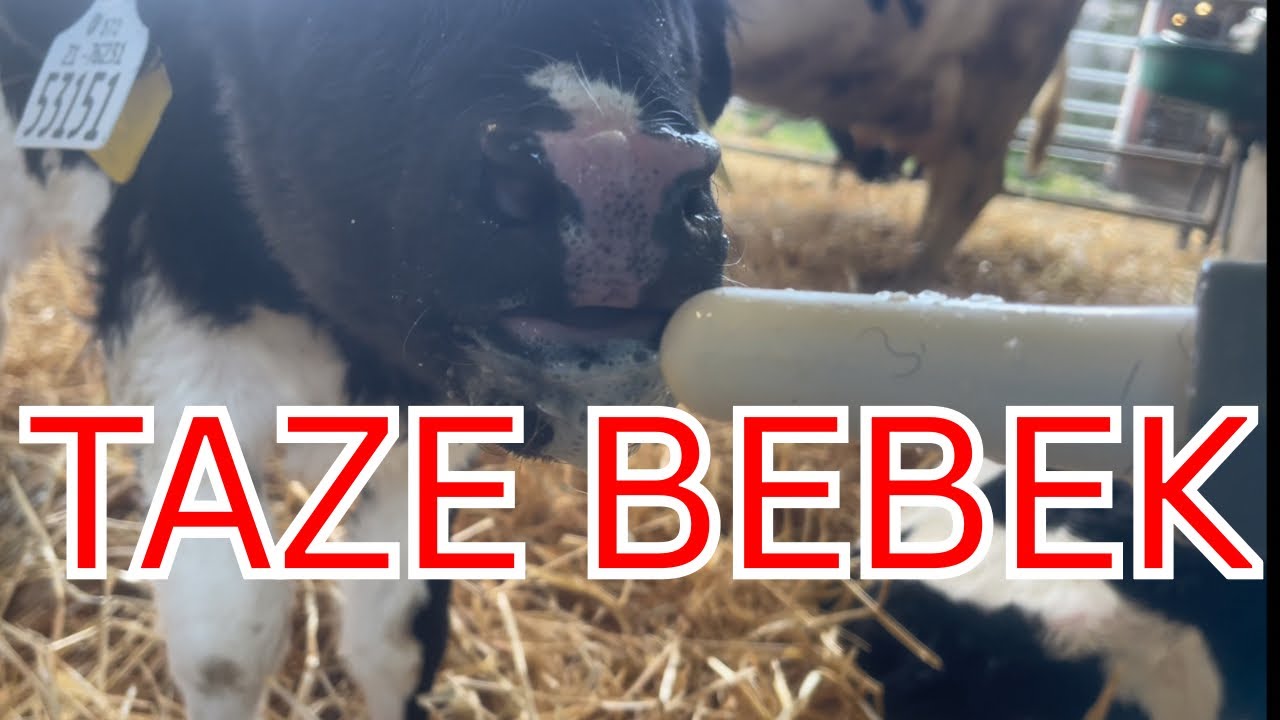 Anne Yavruyu Beslemeyince Olaya El atmak Zorunda Kaldım.