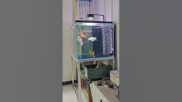 Chill buổi sáng cùng hồ cá chép phi tần phần 1-Beautiful Taiwan butterfly carp #chepphitan #koi