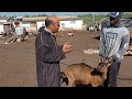 ألبين حلابة للبيع رفقة صغيرتها🐐لطلب المرجو الاتصال بنا 0687322396