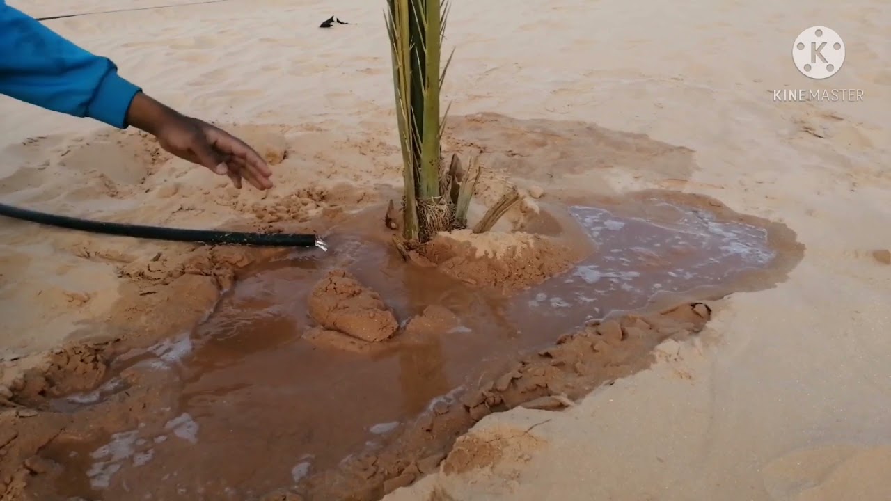 طريقة سقي و العناية النخيل و الفسيل