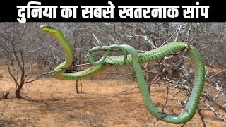 दुनिया का सबसे खतरनाक सांप| Most Venomous Snake in the World Boomslang| Snakes Video