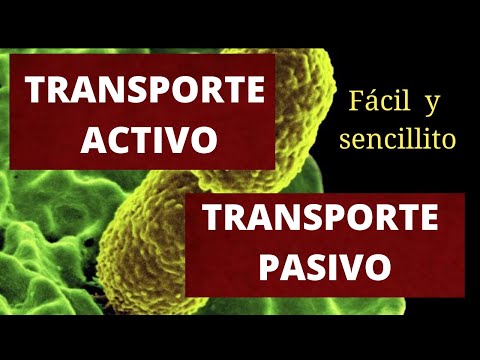 Video: ¿Qué tipo de características físicas pueden ser barreras de transporte?