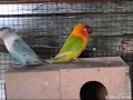 Ciri Burung Lovebird