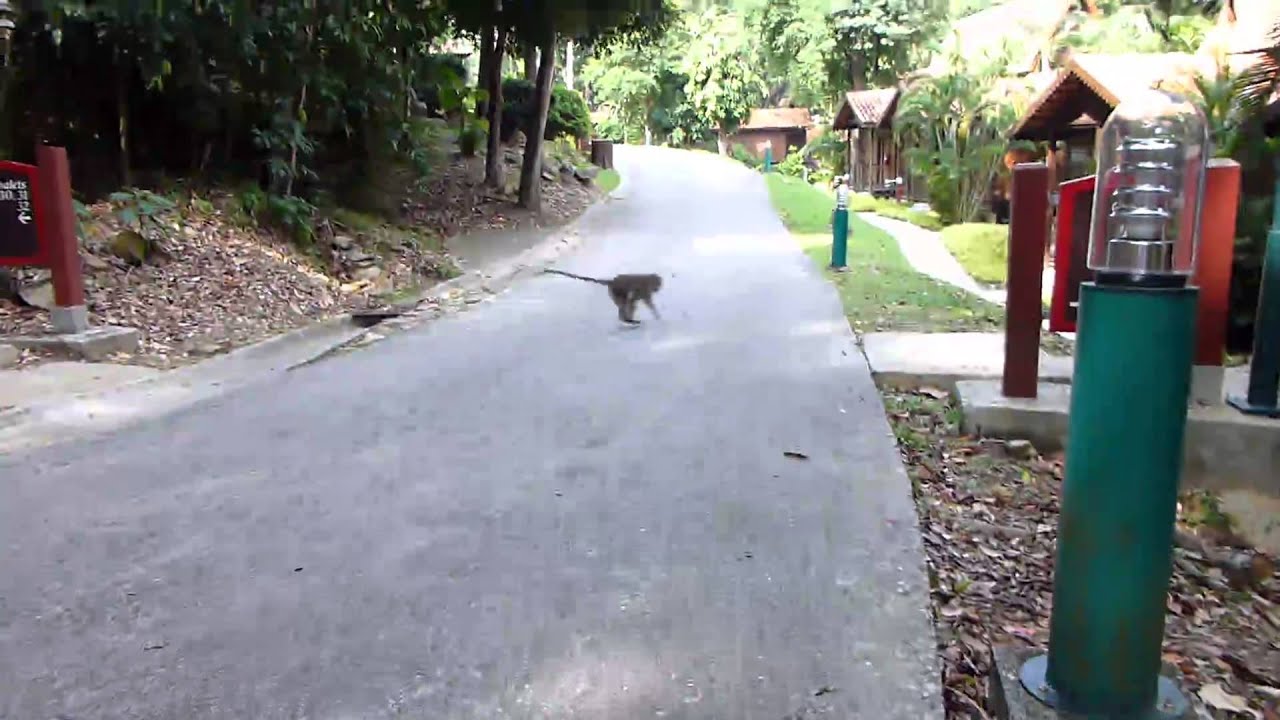 Noch mehr Affen in der Hotelanlage auf Langkawi Island