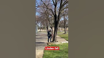 Linden tree removal, staring to up root. Danger to playground. 🌳 🛝. #thefinalcut
